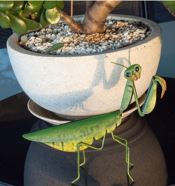 【aviso gold】PRAYING MANTIS 5'6 TINT aviso gold】PRAYING MANTIS 5'6 TINT aviso gold】PRAYING